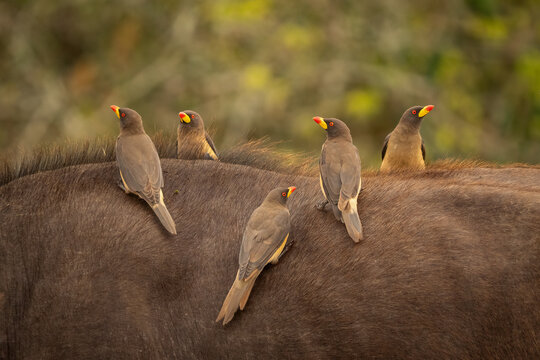 Five yellow-billed oxpeckers perched on a buffalo in Uganda. Buphagus africanus symbiotic birds in Murchison Falls National Park. African wildlife interaction and parasite control.