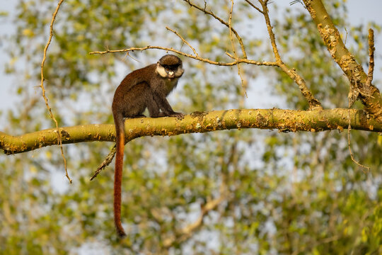 Red-tailed monkey perched on a tree branch in natural habitat in Uganda