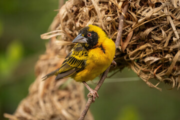 Obraz premium Village Weaver bird perched on a branch in Uganda. Black-headed Weaver Ploceus cucullatus in its natural habitat, surrounded by green foliage, Africa.