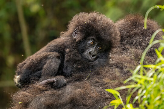 Cute baby mountain gorilla resting on mother in Uganda jungle. Endangered primate infant in Bwindi Impenetrable Forest, wild wildlife photography.