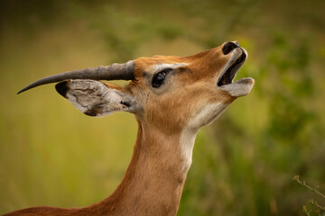 Close-up of a vocalizing male impala with open mouth in Uganda. Profile portrait of Aepyceros melampus antelope during rutting season in African safari, Queen Elizabeth National Park. © Jiri Licka