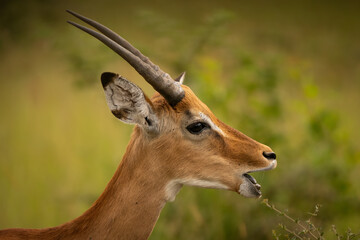 Close-up of a vocalizing male impala with open mouth in Uganda. Profile portrait of Aepyceros melampus antelope during rutting season in African safari, Queen Elizabeth National Park. © Jiri Licka