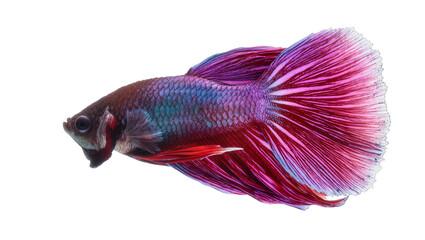 Fototapeta premium Vibrant Siamese fighting fish with flowing fins, isolated on transparent background