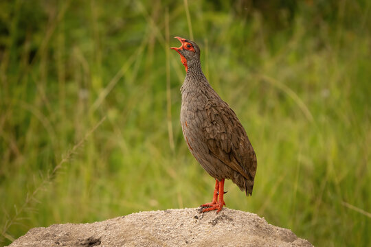 Red-necked spurfowl calling with open beak perched on a rock in Uganda nature