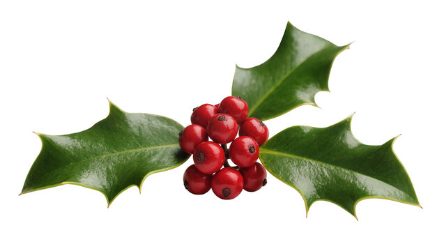 Glossy red holly berries clustered with spiky green leaves, isolated on transparent background