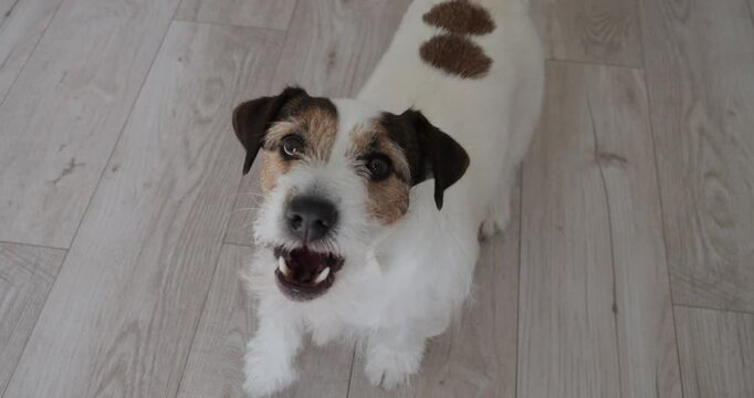 Jack Russell dog looks and licks itself. Dog begs for food and barks.