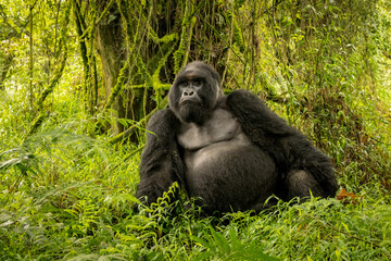 Powerful alpha male silverback gorilla resting in lush rainforest vegetation, intense gaze, muscular posture, photographed in the wild in Uganda. Primate wildlife, conservation, natural habitat. © Jiri Licka