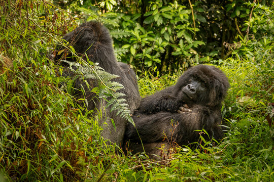 Mountain gorillas resting in Mgahinga National Park Uganda