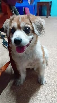 Dog is Waiting Human to Play Each Other