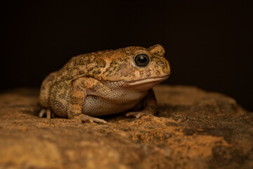 Obraz premium African common toad (Amietophrynus regularis) on a rock in Uganda, Africa.