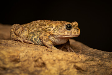 Fototapeta premium African common toad (Amietophrynus regularis) on a rock in Uganda, Africa.