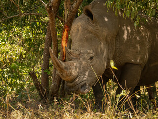 White rhinoceros scratching its horn on a tree trunk in natural habitat in Uganda © Jiri Licka