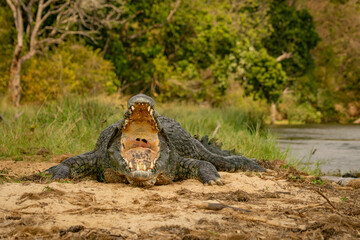 Nile crocodile with open mouth basking on the riverbank in Uganda. Large predator Crocodylus niloticus showing sharp teeth in Murchison Falls National Park, Africa. 