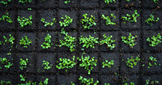 Young green seedlings growing in soil trays
