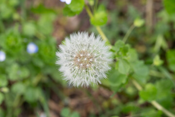 Bio Diversity - Taraxacum sect. Ruderalia - Detailed Photo great additional Bokeh © Aleksandra