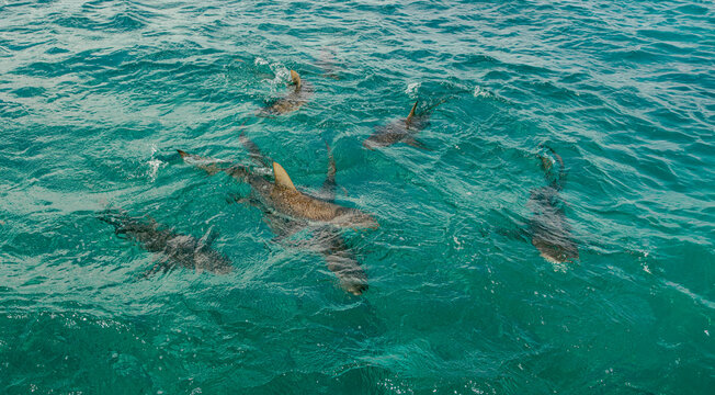 Above view of a group of lemon sharks in a feeding frenzy in tropical water