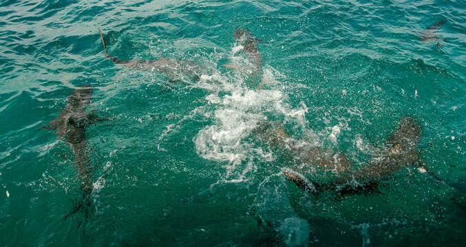 Above view of a group of lemon sharks in a feeding frenzy in tropical water