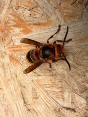 old wood background © Marcin