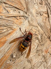 wasp on wood