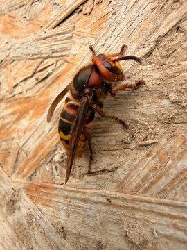 colorado potato beetle