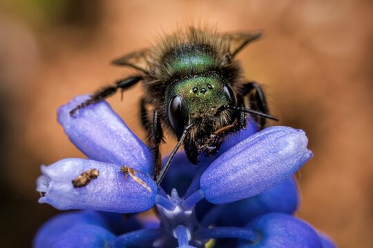 Mason bee on a purple flower.