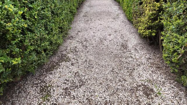 Walking Along Path Between Boxwood Bushes In Garden