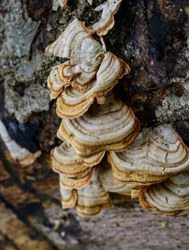 Turkey Tail mushrooms (Trametes versicolor) growing in overlapping clusters on a decaying log