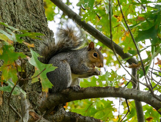 Eastern gray squirrel (Sciurus carolinensis) perched on an oak tree branch © Oleg Kovtun