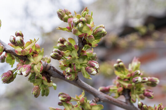 Sweet cherry tree buds on branch close up early spring orchard flowering stage fruit tree gardening concept