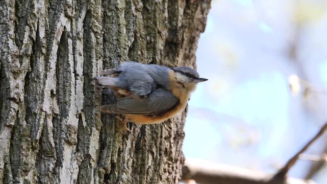 Eurasian nuthatch bird preening feathers ( Sitta europaea )