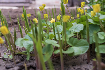 Fototapeta premium Lesser celandine Ficaria verna yellow flowers with lily of the valley shoots in garden soil early spring natural plant growth
