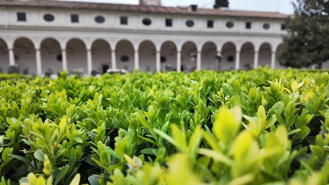 Topiary Boxwood Bushes In Italian Renaissance Garden