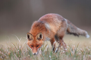 Lis rudy, lis pospolity (Vulpes vulpes) © Bartosz Rakoczy
