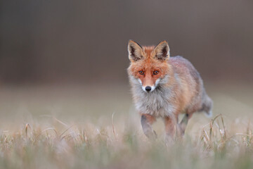 Lis rudy, lis pospolity (Vulpes vulpes) © Bartosz Rakoczy