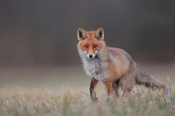 Lis rudy, lis pospolity (Vulpes vulpes) © Bartosz Rakoczy
