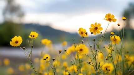 Fototapeta premium A vibrant field of blooming yellow flowers under a cloudy sky, showcasing nature's beauty and tranquility.