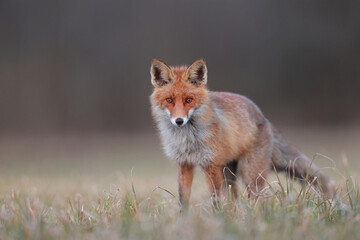 Lis rudy, lis pospolity (Vulpes vulpes) © Bartosz Rakoczy