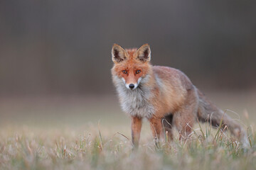 Lis rudy, lis pospolity (Vulpes vulpes) © Bartosz Rakoczy
