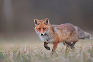 Lis rudy, lis pospolity (Vulpes vulpes) © Bartosz Rakoczy