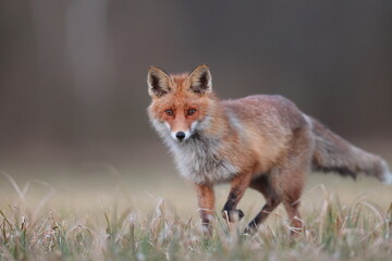Lis rudy, lis pospolity (Vulpes vulpes) © Bartosz Rakoczy