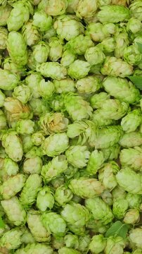 Hop Cones Spinning on Turntable, Organic Brewing Ingredient Concept. Fresh Green Hops Rotation, Loop Herbal Texture Background Flat Lay, Vertical Video