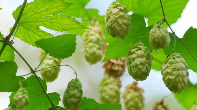 Hops Plant in Forest Natural Brewing Ingredient Concept. Hop Cones Hanging on Vine Fresh Organic Agriculture Scene. Green Hops Close Up Brewing Industry Ingredient Background