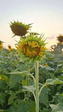 A sunflower blossom before it opens