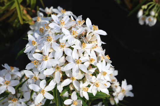 Choisya &times; dewitteana 'Aztec Pearl'. Close up profuse cluster of white Mexican orange blossom flowers. 