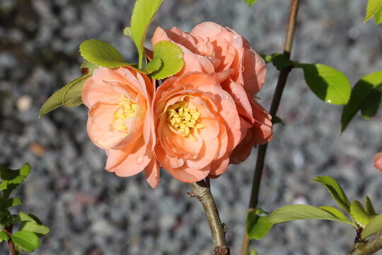 Chaenomeles &times; superba 'Cameo'.  Close up of double, cup shaped peach orange pink ornamental quince flowers with yellow stamens clustered on a branch. 
