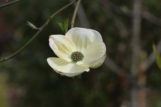 Cornus 'Eddie's White Wonder'.  Close up single flower with white bracts of dogwood tree. 