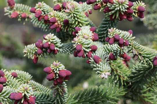 Abies pinsapo 'Glauca'.  Young deep purple cones and blunt sliver green needles of glaucous Spanish fir.  