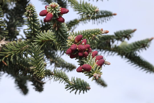 Abies pinsapo 'Glauca'.  Young deep purple cones and blunt sliver green needles of glaucous Spanish fir.  