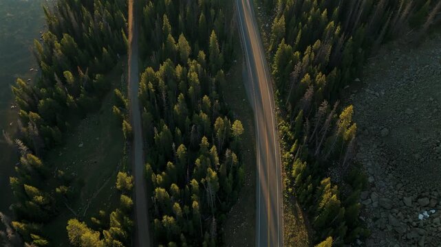 Beartooth Highway in Montana stretches through lush pine forest during golden hour. Drone captures winding road cutting between towering evergreen trees with warm sunlight illuminating the treetops.