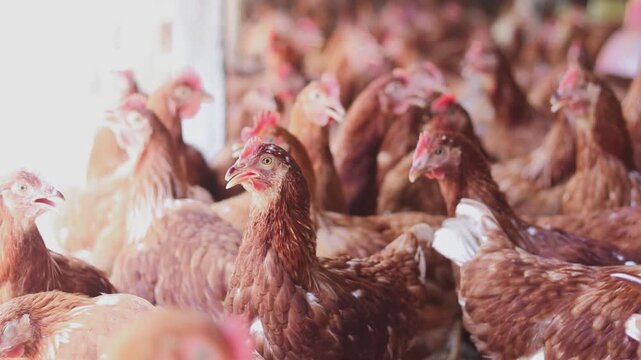 A lot of brown chicken in chicken farm
